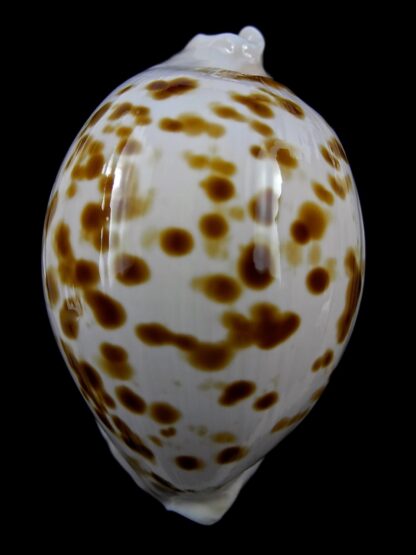 Zoila marginata orientalis 56,5 mm Gem-25749