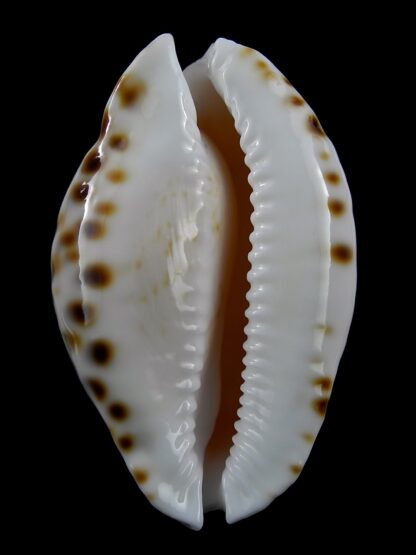 Zoila marginata orientalis 56,5 mm Gem-25750
