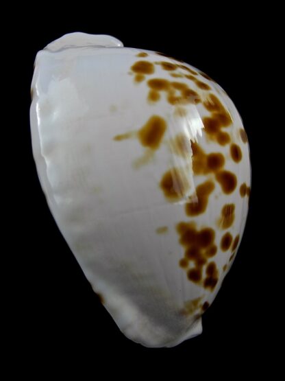 Zoila marginata orientalis 56,5 mm Gem-25751