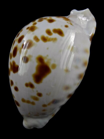 Zoila marginata orientalis 56,5 mm Gem-25754