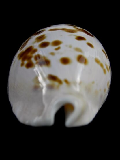 Zoila marginata orientalis 56,5 mm Gem-25752