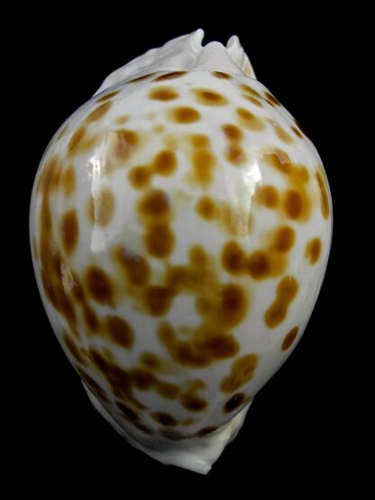 Zoila marginata orientalis 57,9 mm Gem(-)-25763