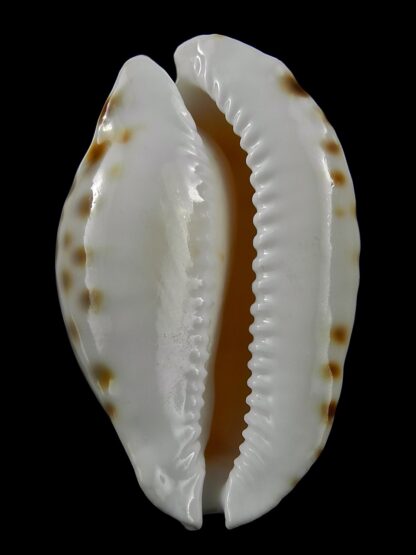 Zoila marginata orientalis 57,9 mm Gem(-)-25764