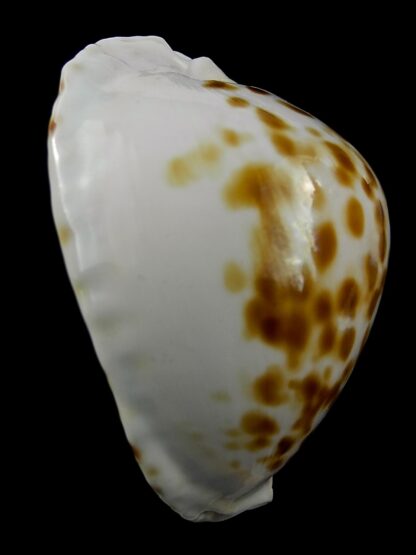 Zoila marginata orientalis 57,9 mm Gem(-)-25766