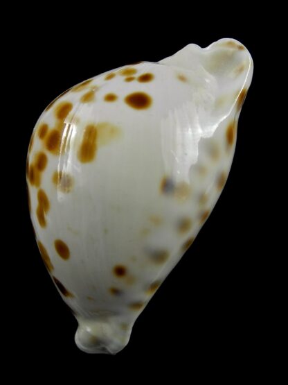 Zoila marginata orientalis 57,9 mm Gem(-)-25768