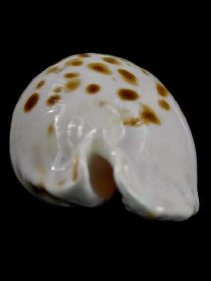 Zoila marginata orientalis 57,9 mm Gem(-)-25769