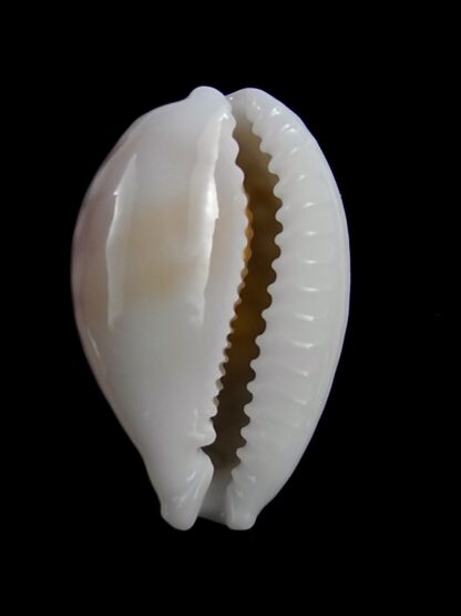 Cribrarula cribraria gravida 28,3 mm Gem-25892
