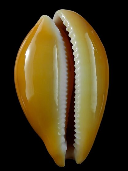 Austrasiatica langfordi "poppeorum" ... Big ... 61 mm Gem-25937