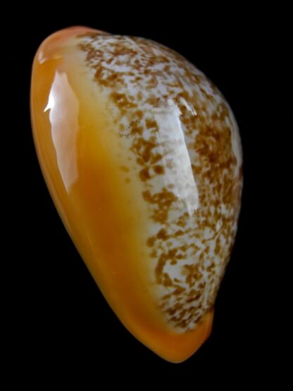 Austrasiatica langfordi "poppeorum" ... Big ... 61 mm Gem-25938