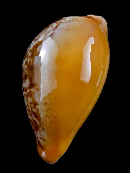 Austrasiatica langfordi "poppeorum" ... Big ... 61 mm Gem-25935