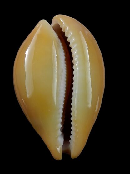 Austrasiatica langfordi "poppeorum" 54,5 mm Gem-25925