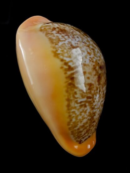 Austrasiatica langfordi "poppeorum" 54,5 mm Gem-25923