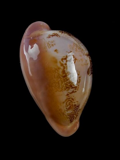 Austrasiatica sakuraii ..Exceptional colour .. 41 mm Gem-25950