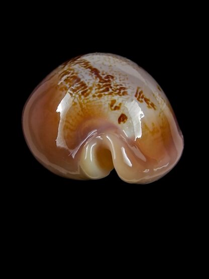 Austrasiatica sakuraii ..Exceptional colour .. 41 mm Gem-25946