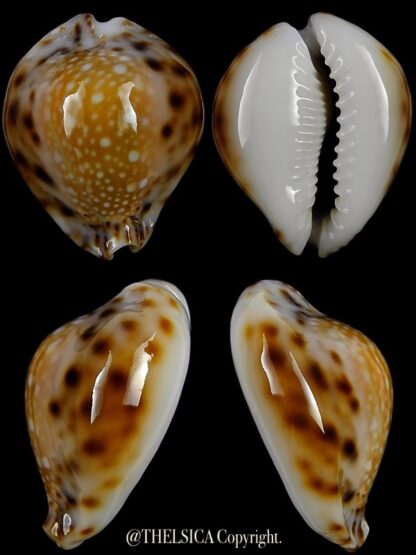 Naria lamarkii redimita phuketensis 26,5 mm Gem-0