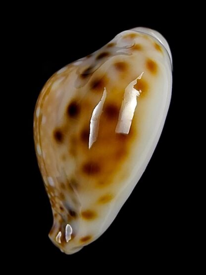 Naria lamarkii redimita phuketensis 26,5 mm Gem-26116