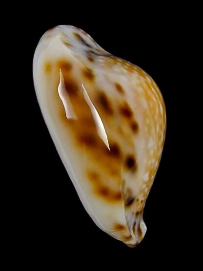 Naria lamarkii redimita phuketensis 26,5 mm Gem-26117