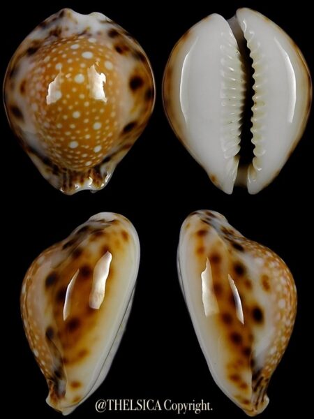Naria lamarkii redimita phuketensis 26,1 mm Gem-0