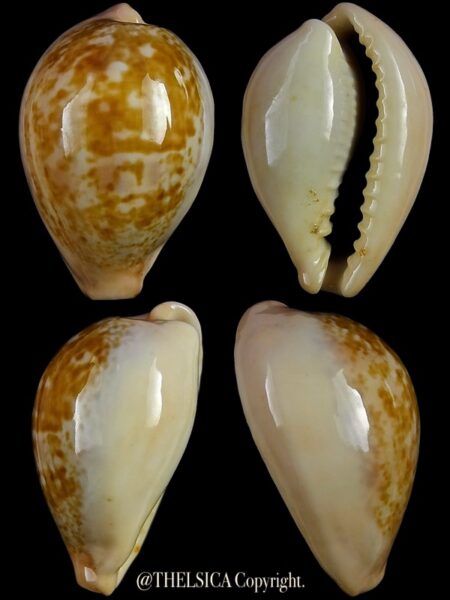 Erronea subviridis dorsalis anceyi 32,0 mm-0