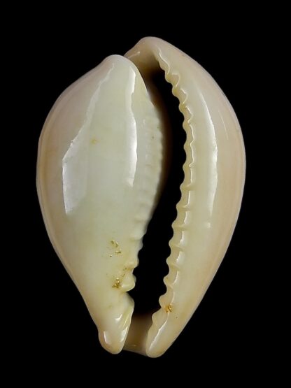 Erronea subviridis dorsalis anceyi 32,0 mm-26081
