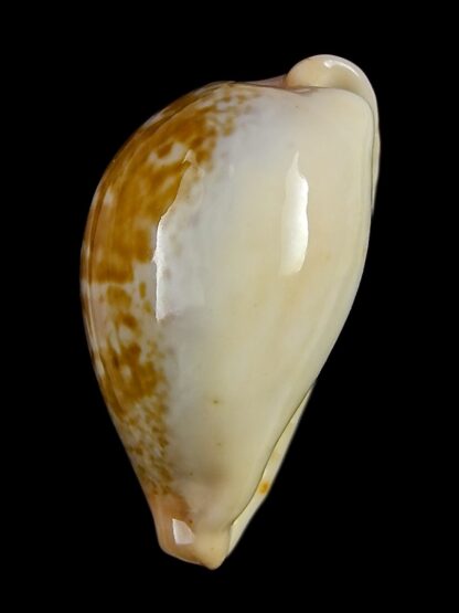 Erronea subviridis dorsalis anceyi 32,0 mm-26082