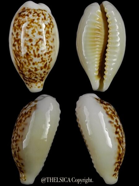Eclogavena coxeni coxeni " GIANT " 27,4 mm Gem-0