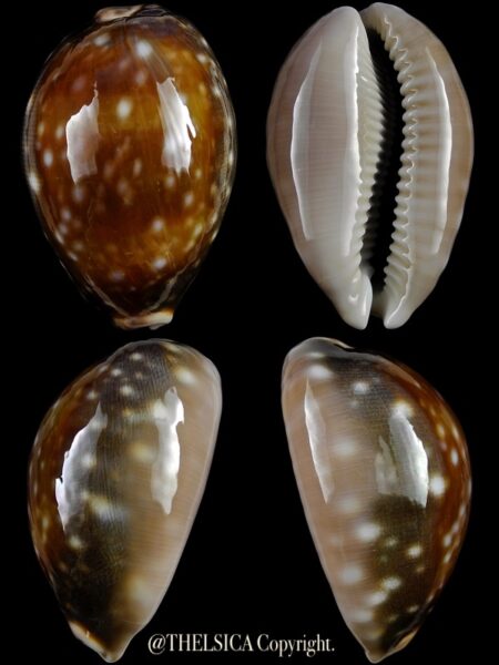 Lyncina vitellus orcina 54,3 mm-0