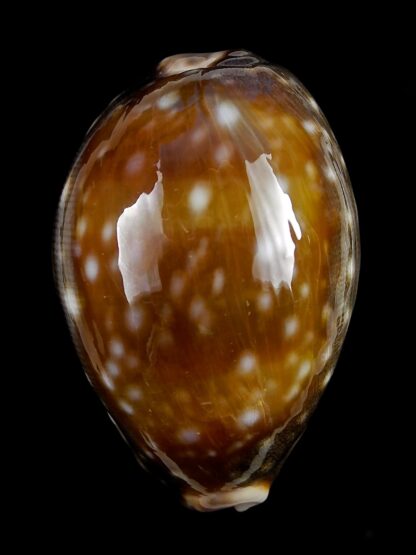 Lyncina vitellus orcina 54,3 mm-26098