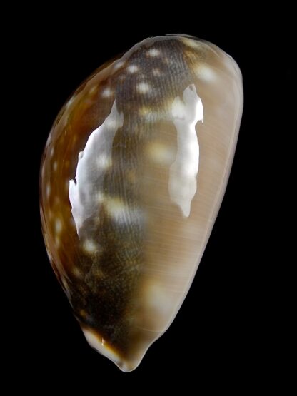 Lyncina vitellus orcina 54,3 mm-26102