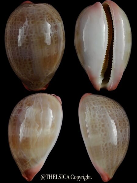 Austrocypraea reevei reevei 33,4 mm Gem-0