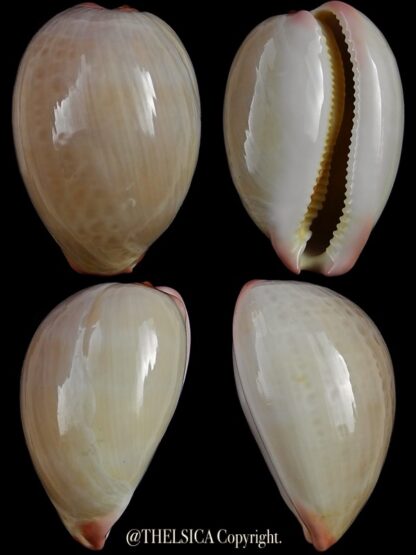Austrocypraea reevei bishopi 29,3 mm Gem-0