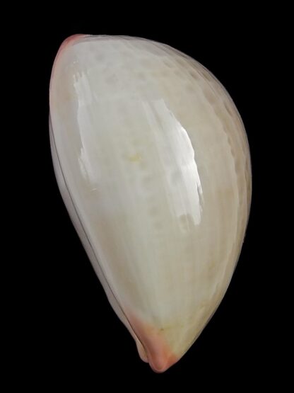 Austrocypraea reevei bishopi 29,3 mm Gem-26030
