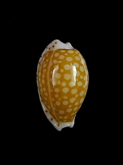 Cribrarula gaskoini fischeri 12,4 mm Gem-26287