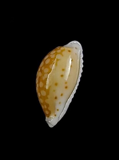 Cribrarula gaskoini fischeri 12,4 mm Gem-26288