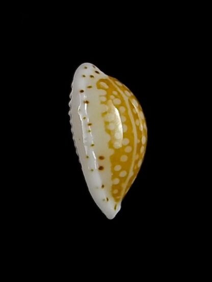 Cribrarula gaskoini fischeri 12,4 mm Gem-26289