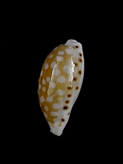Cribrarula taitae 13,5 mm Gem-26318
