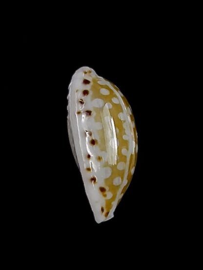 Cribrarula taitae 13,5 mm Gem-26319
