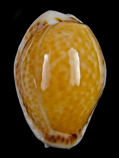 Naria acicularis marcuscoltroi 16,5 mm Gem-26381