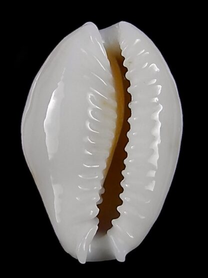 Naria acicularis marcuscoltroi 16,5 mm Gem-26382