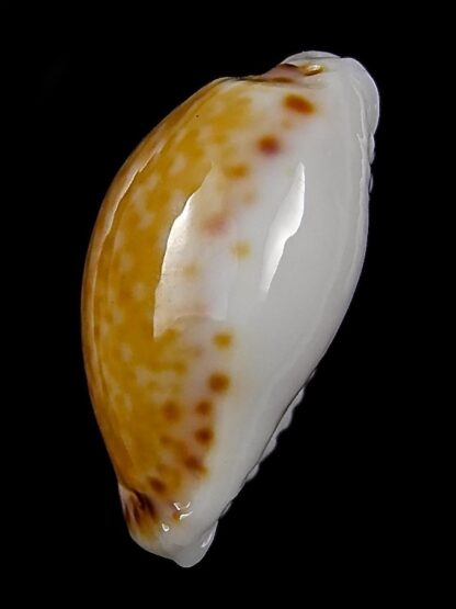 Naria acicularis marcuscoltroi 16,5 mm Gem-26383
