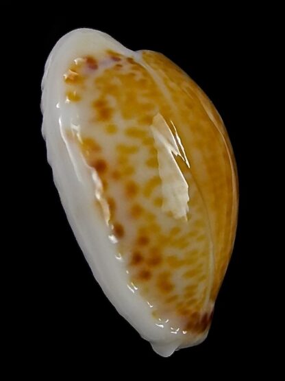 Naria acicularis marcuscoltroi 16,5 mm Gem-26384