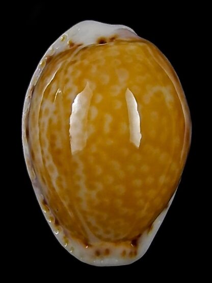 Naria acicularis marcuscoltroi 15,7 mm Gem-26371