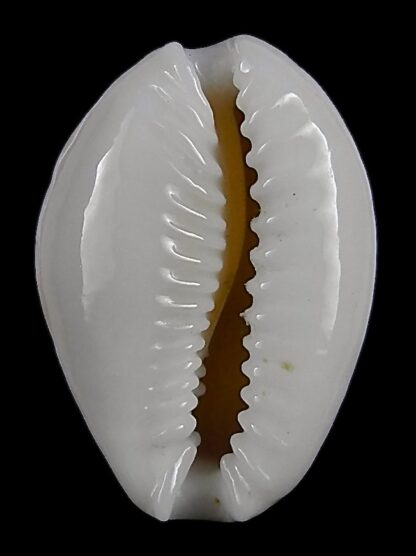 Naria acicularis marcuscoltroi 15,7 mm Gem-26373