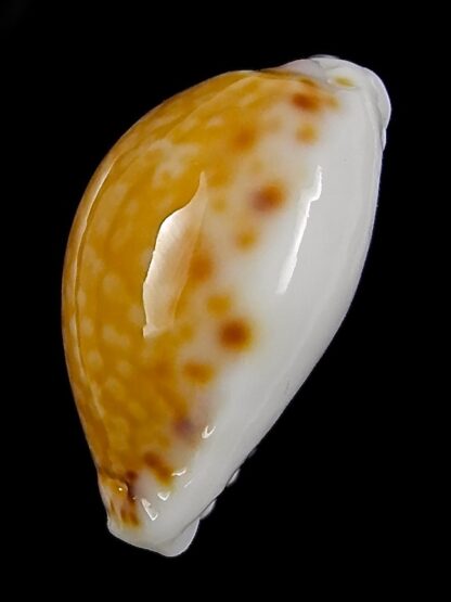 Naria acicularis marcuscoltroi 15,7 mm Gem-26372