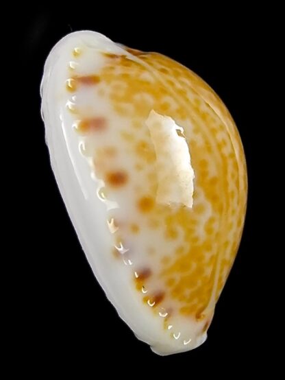 Naria acicularis marcuscoltroi 15,7 mm Gem-26374