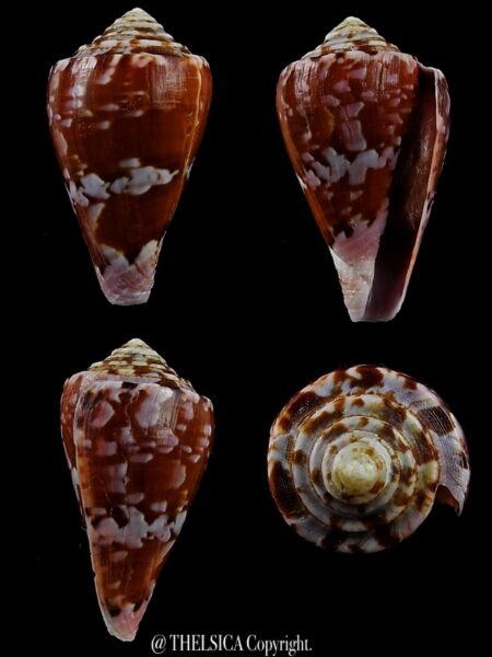 Floraconus klemae 33,4 mm F+++/Gem-0