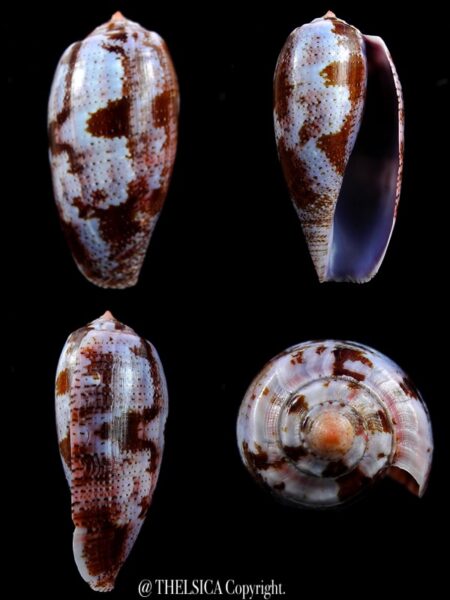 Gastridium tulipa 61,3 mm Gem (-)-0