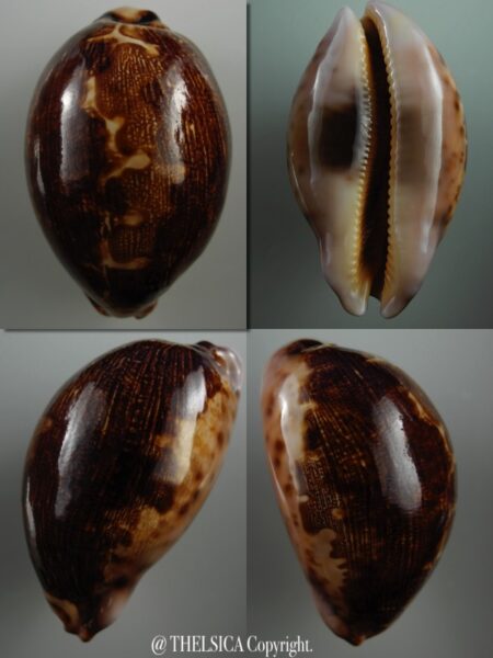 Leporicypraea mappa montrouzieri N&R 73,3 mm Gem (-)-0