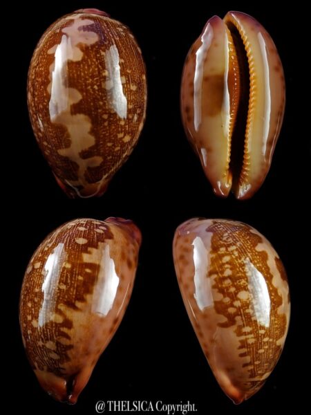 Leporicypraea mappa viridis montrouzieri "Pink" 74,58 Gem-0