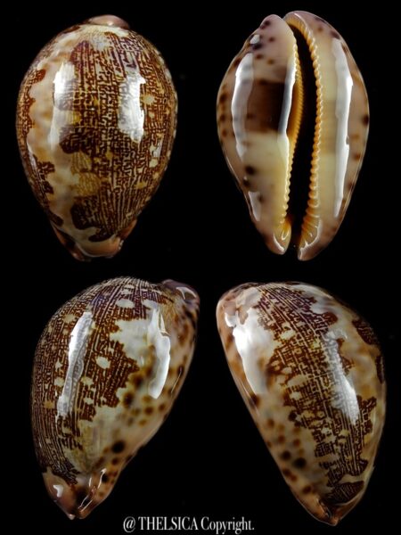 Leporicypraea mappa viridis montrouziery 71.03 Gem-0